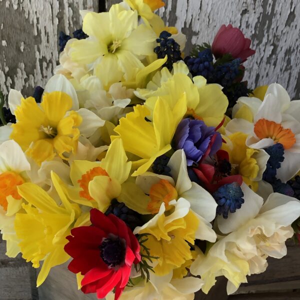 A vibrant bouquet of spring flowers featuring yellow daffodils, red anemones, and purple blooms, arranged against a rustic wooden background.