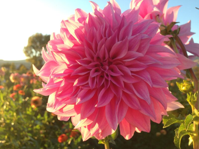 Close-up of a vibrant pink dahlia flower in a sunlit garden, showcasing its intricate layered petals against a blurred background of blooming flowers.