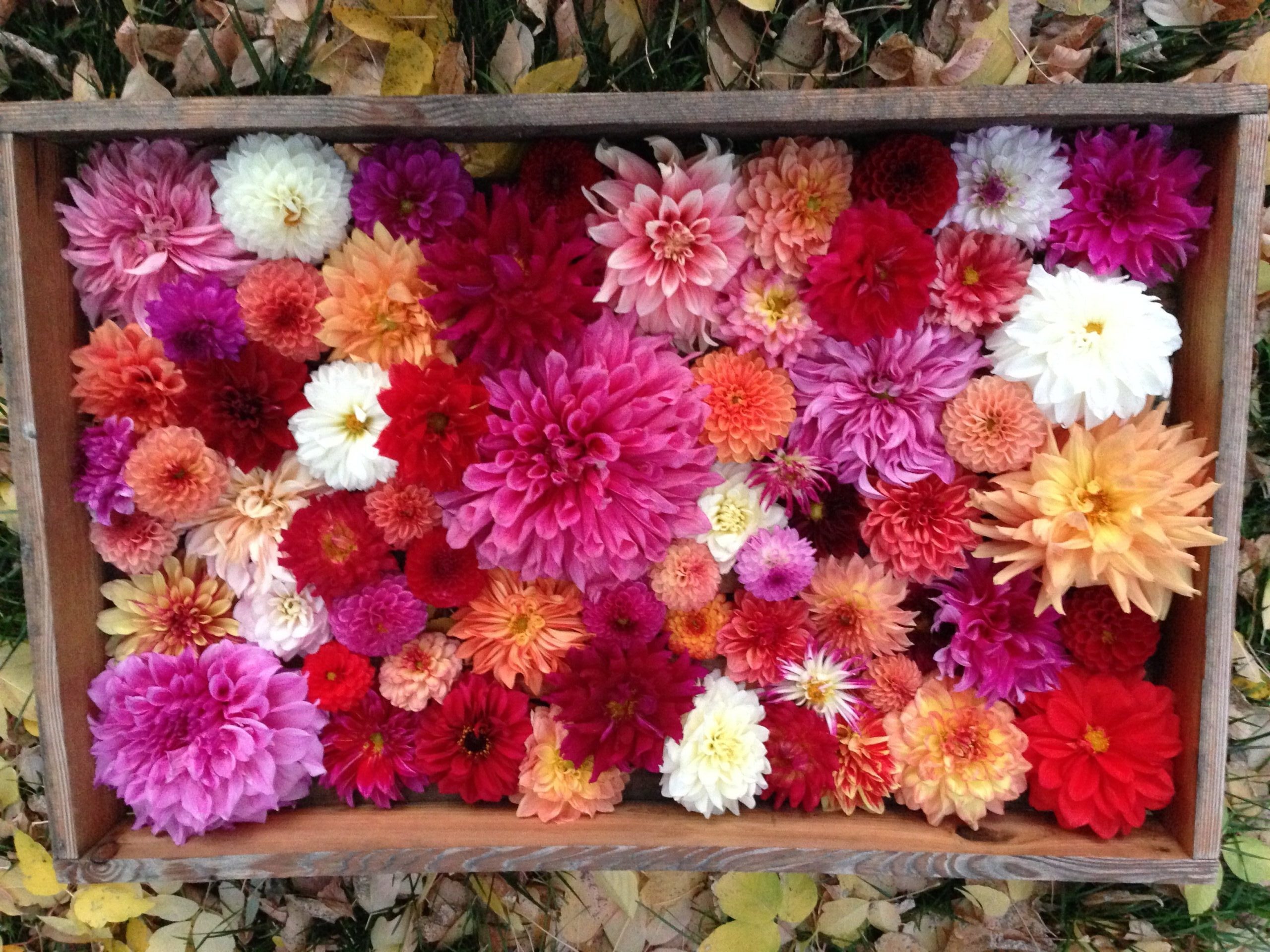 Colorful assortment of dahlias in a wooden crate, featuring shades of pink, red, orange, and white flowers, surrounded by fallen autumn leaves. Ideal for floral arrangements and gardening inspiration.