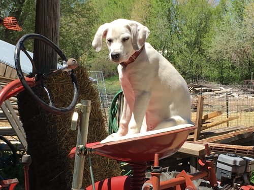 A playful white puppy sitting on the seat of a vintage tractor in a sunny farmyard, surrounded by hay bales and greenery.