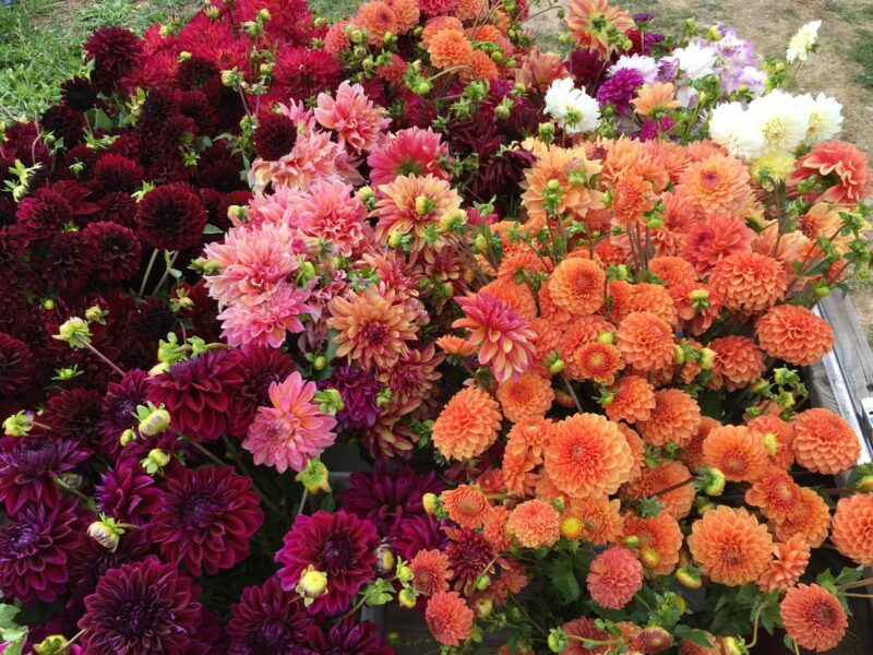 Vibrant display of assorted dahlias in shades of red, pink, and orange, showcasing their lush blooms and green foliage in a garden setting. Perfect for floral arrangements and garden enthusiasts.