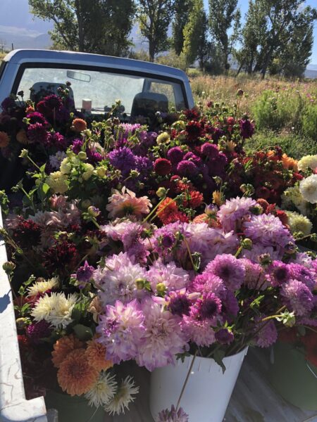 A pickup truck filled with a vibrant assortment of fresh flowers, including dahlias and zinnias, surrounded by lush greenery and trees in a sunny field.