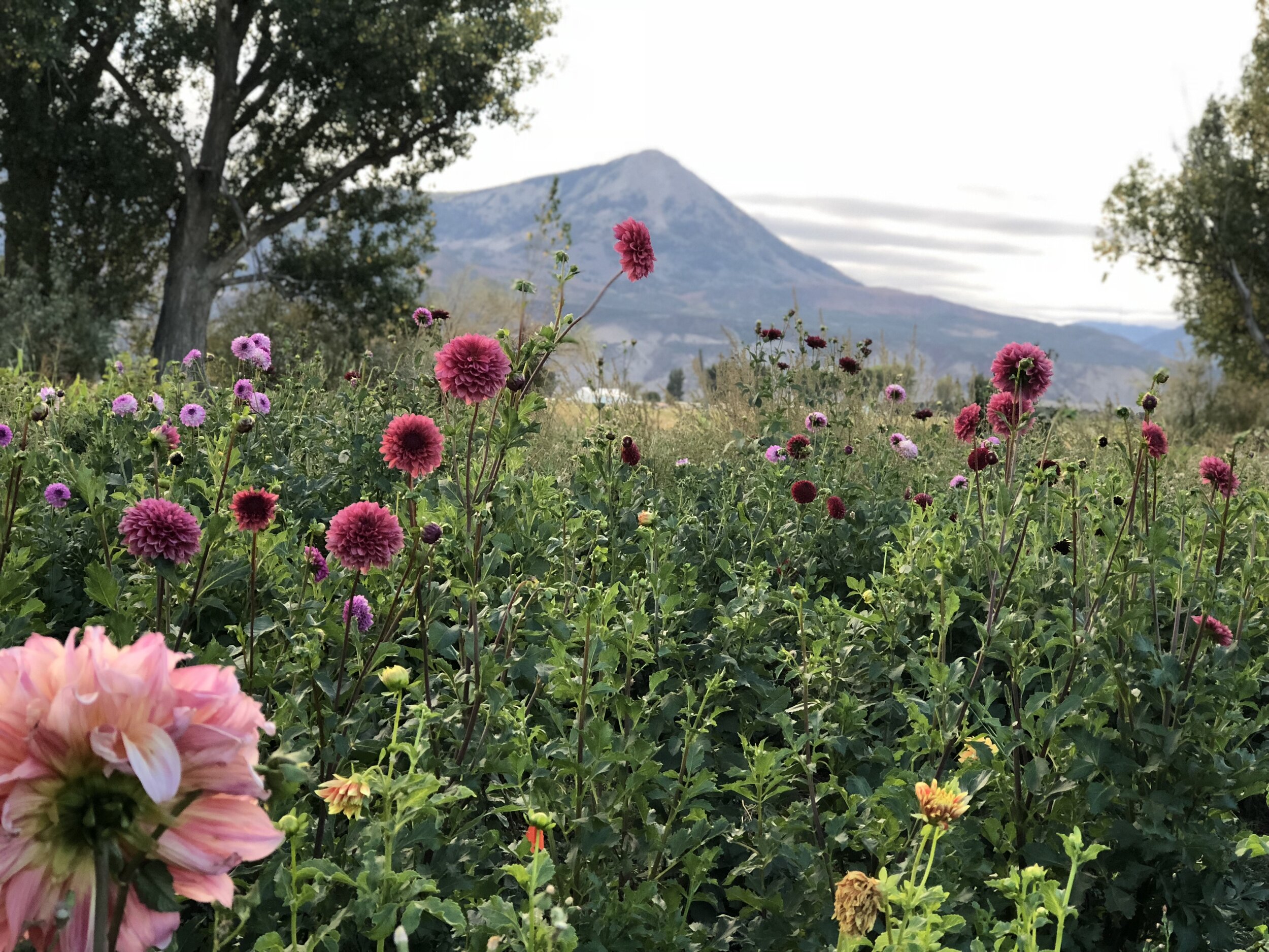 Vibrant flower field featuring various dahlias in shades of pink and purple, with a scenic mountain backdrop under a cloudy sky.
