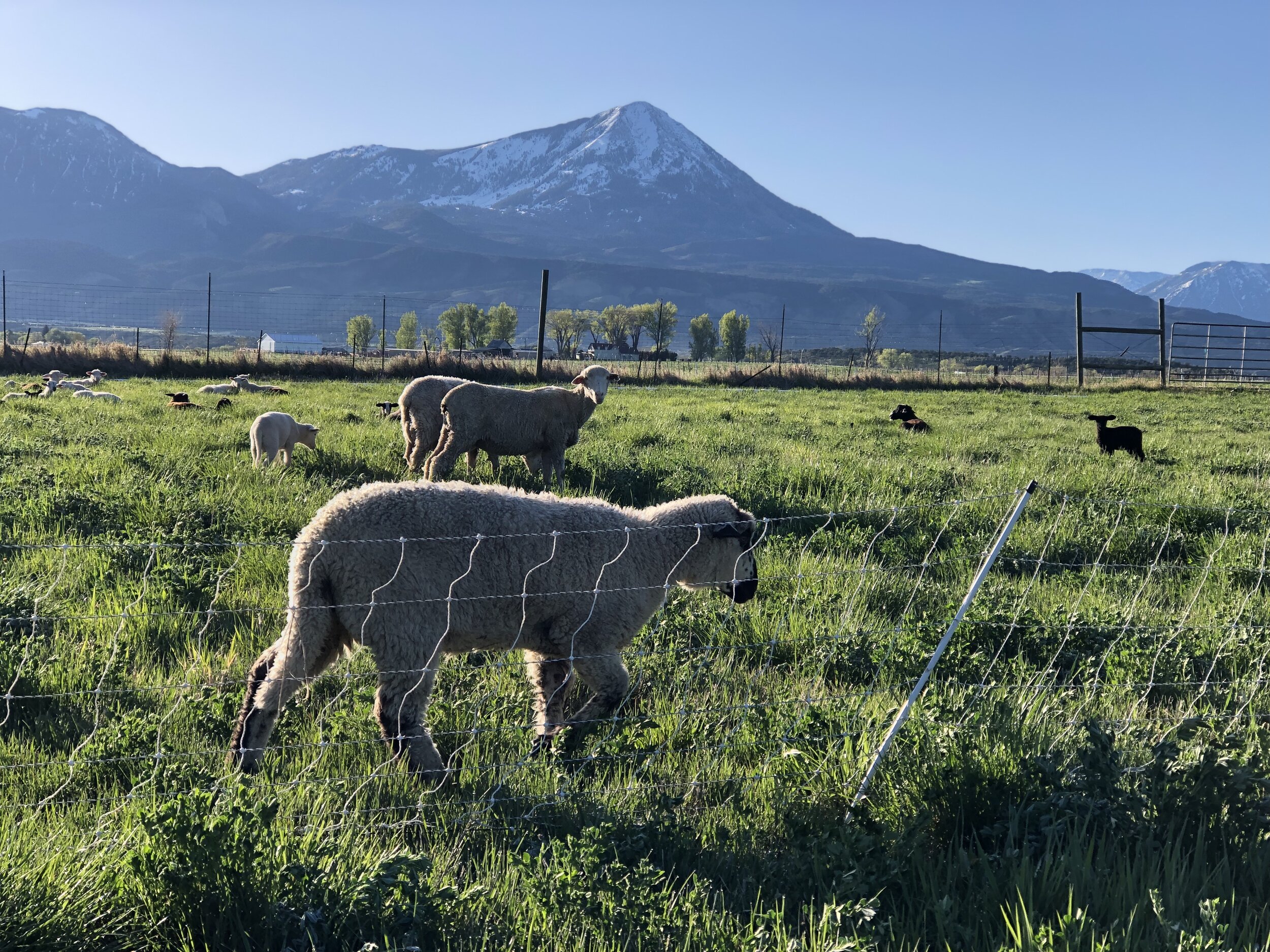 A flock of sheep grazing in a lush green pasture with a backdrop of snow-capped mountains under a clear blue sky. Two black dogs can be seen in the field, watching over the sheep.