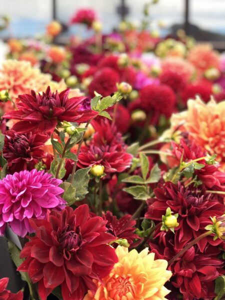 Vibrant bouquet of dahlias in various colors, including deep reds, pinks, oranges, and yellows, showcasing lush petals and green foliage, ideal for floral arrangements and garden inspiration.