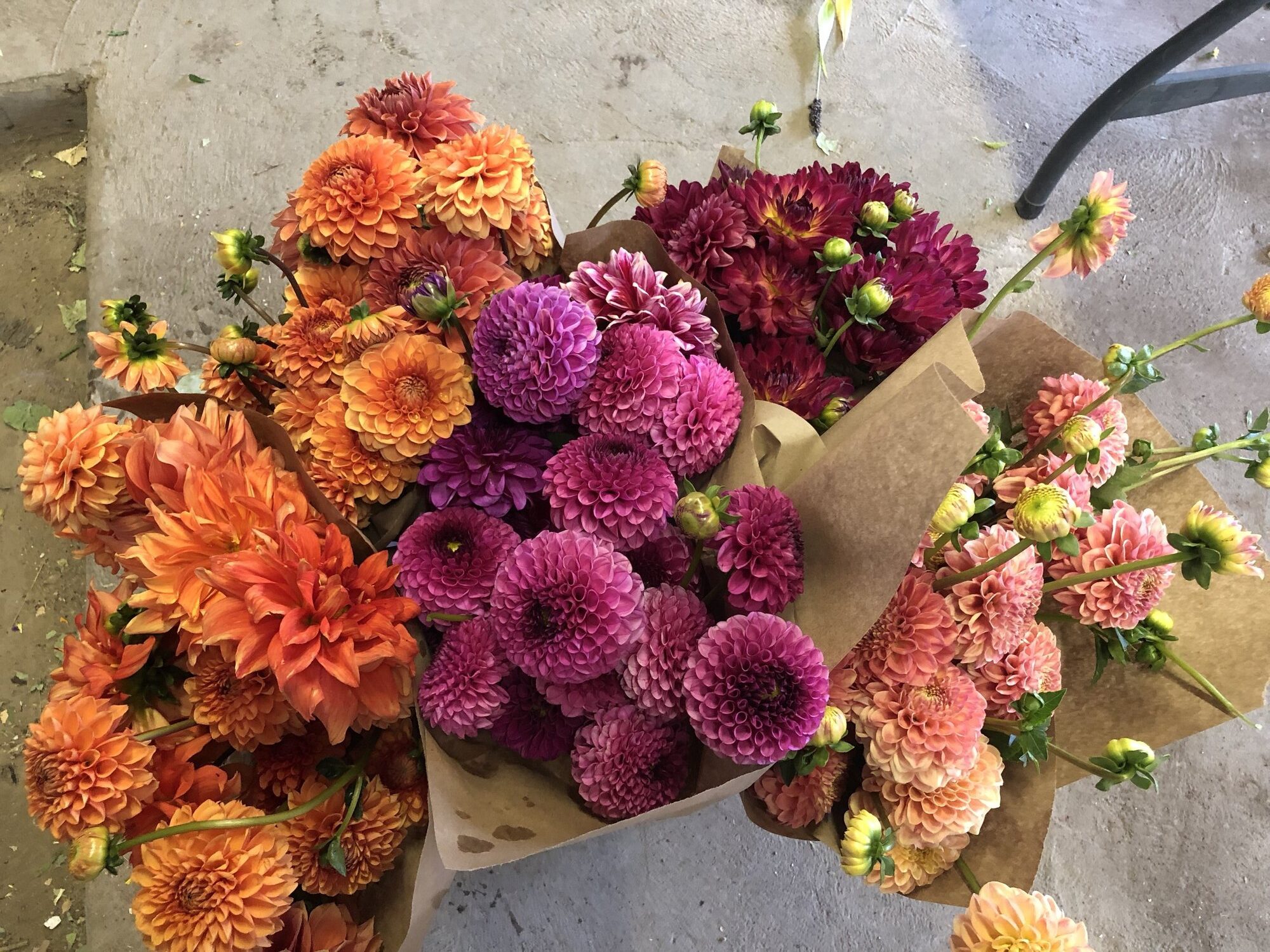 Zephyros Farm & Garden | Dahlias & Cut Flowers, Colorado