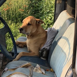A brown dog sitting comfortably in the driver's seat of an old truck, surrounded by green foliage and wildflowers, with a cozy blanket draped over the seat.